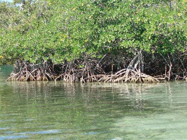 Mangrove roots submerged in turquoise water under sunlight