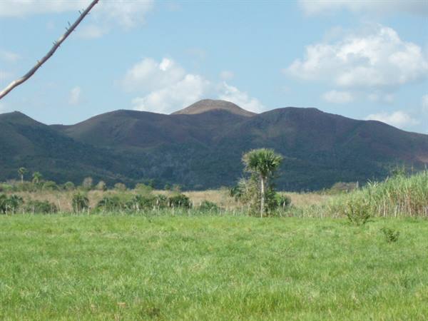 Lone palm on green meadow before brown mountains under cloudy sky