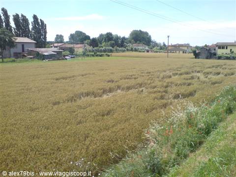 Ripe wheat field near rural houses, poppies in the foreground