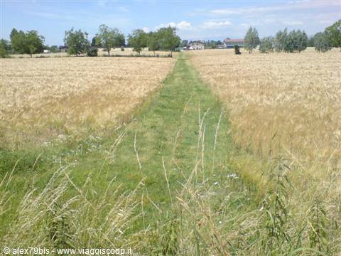 grassy path between ripe wheat fields, farmhouses and trees in the distance