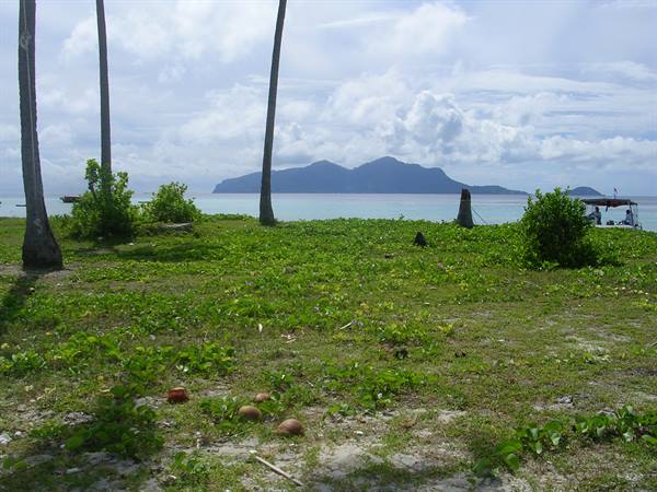 Palm trunks and coconuts on grass, island on the horizon over turquoise sea