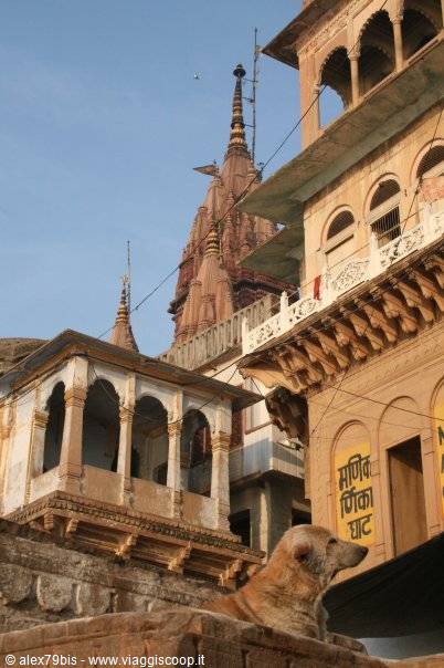Dog in front of ancient stone temples and havelis, Varanasi