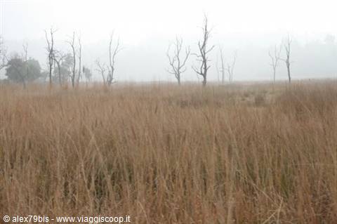 Dry grass meadow with bare trees in the fog