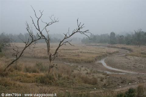 Bare dead tree beside a dry stony riverbed in morning fog