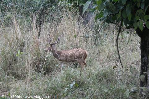 Spotted deer with antlers among tall forest grass