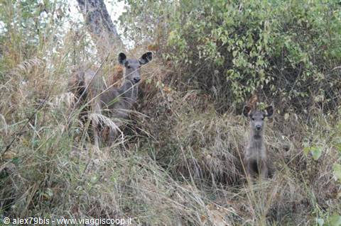 Two sambar deer amid dry grass and bushes in an Indian park
