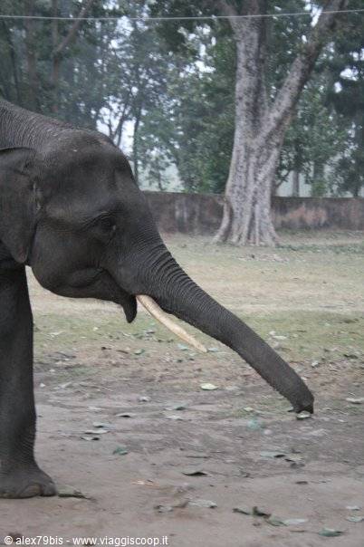 Elephant with long tusk touching the ground with its trunk among trees
