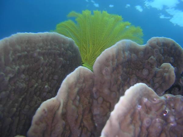 Yellow crinoid among lobed corals underwater, blue light from below