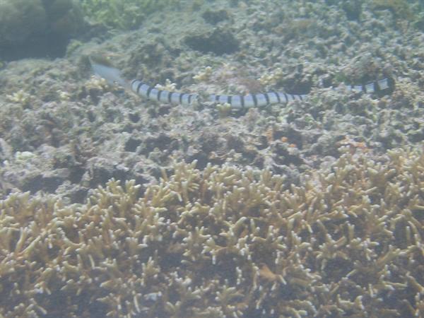 Banded sea snake swims over branching corals underwater