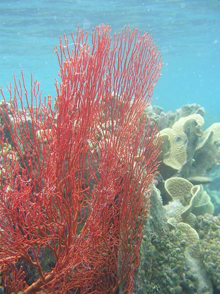 Red branching gorgonian coral among reef corals in clear water