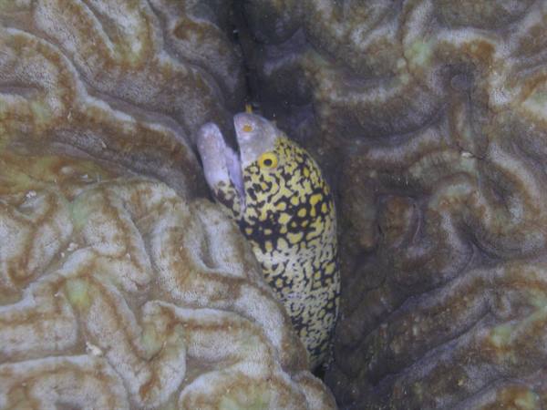 Spotted moray eel hiding among brain coral folds