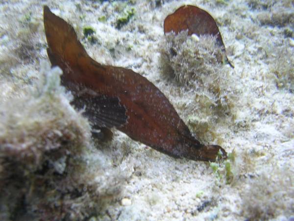 leaf fish