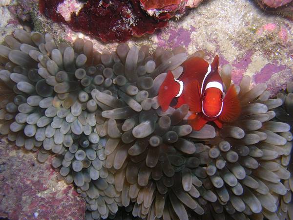 Spinecheek anemonefish among sea anemone tentacles on coral reef