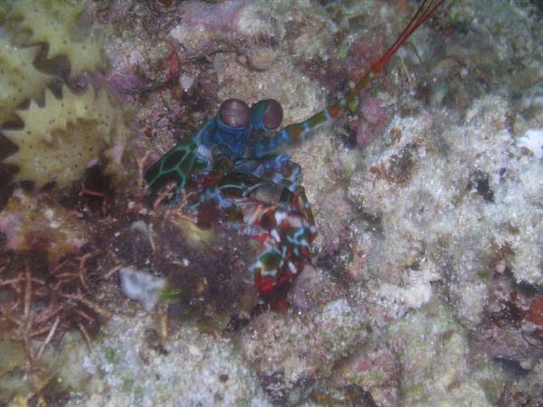 Peacock mantis shrimp among coral rubble on the rocky seabed