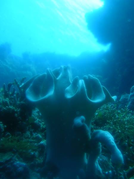 Sea sponge on an underwater coral reef, blue light from above