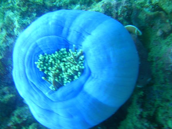 Closed blue anemone with green tentacles on underwater coral reef