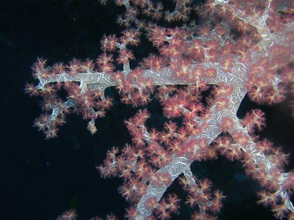 Pink soft coral with open polyps against dark underwater background