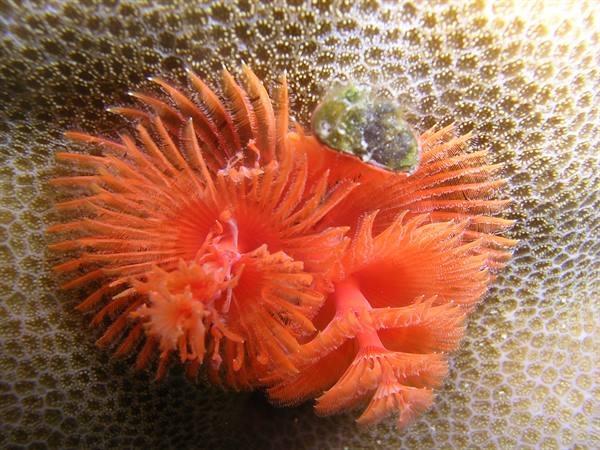 Orange Christmas tree worm extending from coral surface underwater