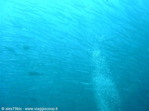 School of barracuda in blue water, diver's bubbles rising underwater