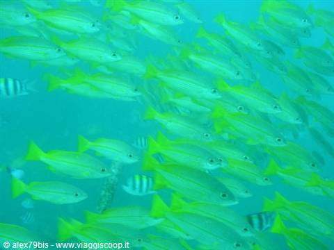 School of yellow-green fish swimming in turquoise water, sergeant fish nearby