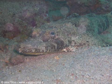Crocodilefish camouflaged on sandy seabed during a night dive