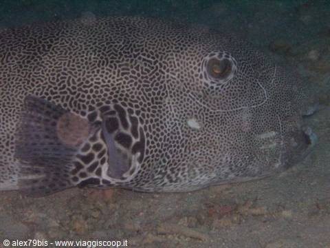 Spotted pufferfish resting motionless on sandy seabed during night dive