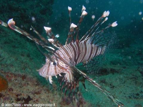 Striped lionfish swims with venomous spines over dark seabed