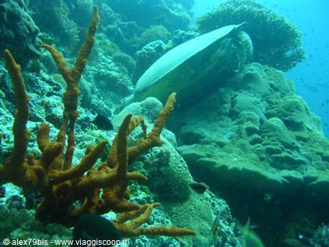 Sea turtle swimming among corals and orange sponges on the reef