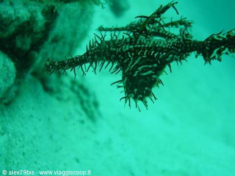 Ornate ghost pipefish swims among spiky branches in turquoise water