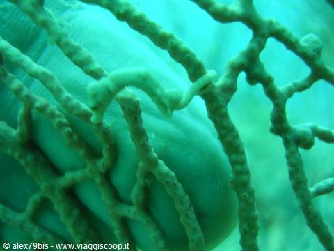 Pygmy seahorse camouflaged on a green gorgonian coral underwater