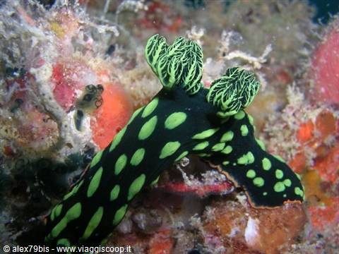 Black and green spotted nudibranch crawling on coral reef