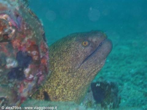 Giant moray eel peeking from rock, underwater in greenish light