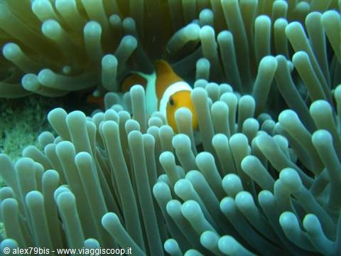 Orange clownfish hiding among the tentacles of a sea anemone underwater