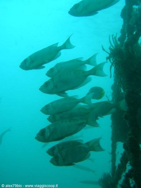 School of fish swimming beside a submerged rope covered in marine growth