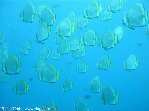 School of golden spadefish swimming in blue water