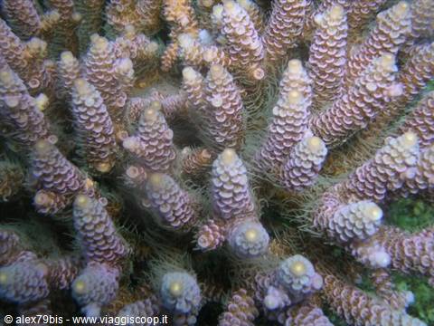 Purple Acropora coral with spiky branches, underwater natural light