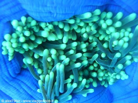 Green sea anemone tentacles glowing blue, underwater macro close-up