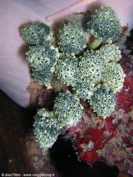 Green colonial sea squirts clustered on red coral, underwater natural light