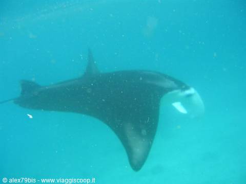 A manta ray glides through turquoise water, fins spread, plankton drifting