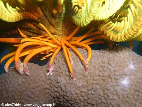 Orange and yellow feather star clinging to coral underwater