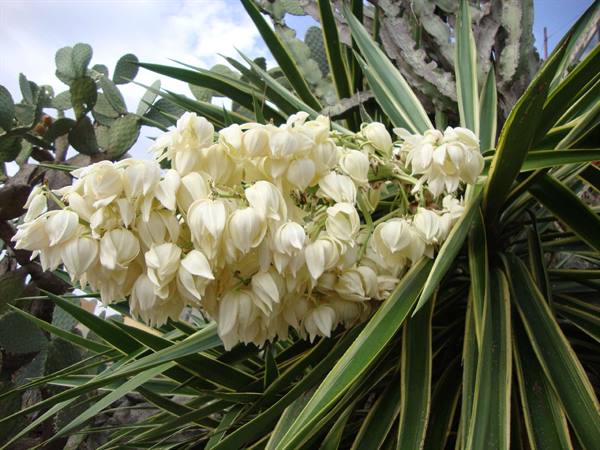 White yucca flower cluster among pointed leaves and prickly pear cacti