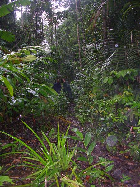 Two people walking on a muddy path through dense tropical rainforest