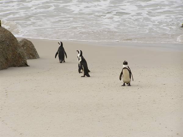 The penguins of Boulders Beach