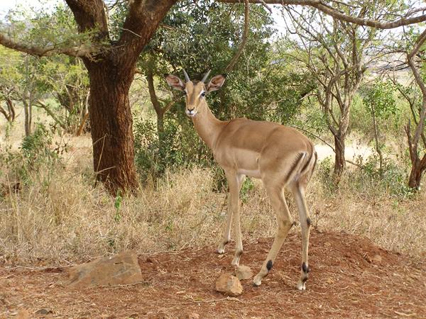 Our first impala