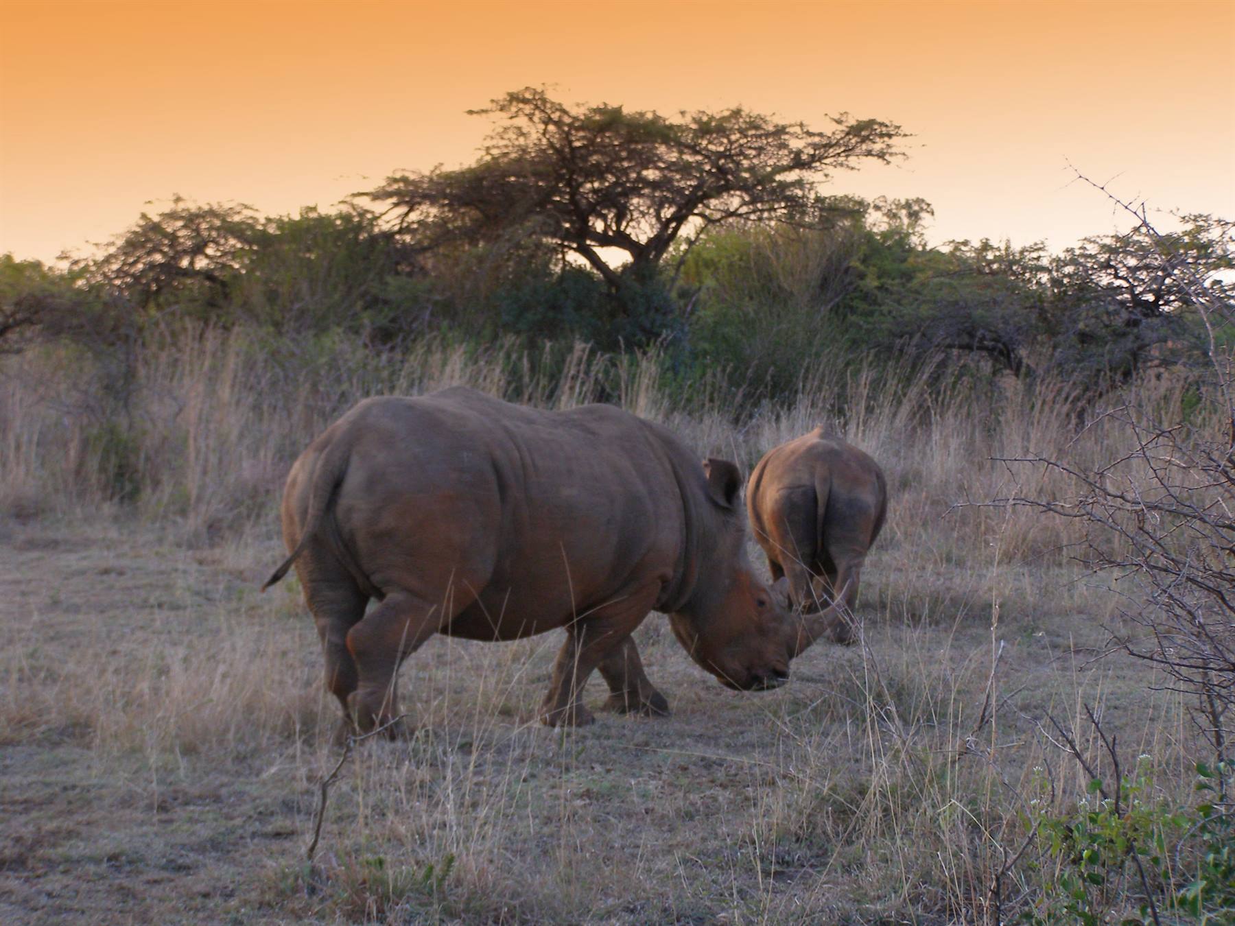 Two rhinos