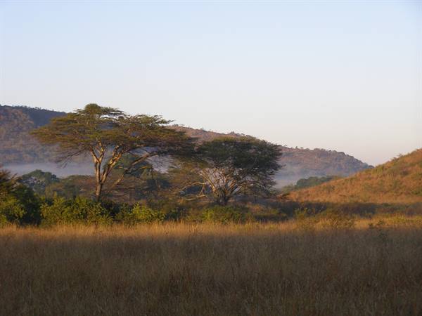 Dawn in the savannah