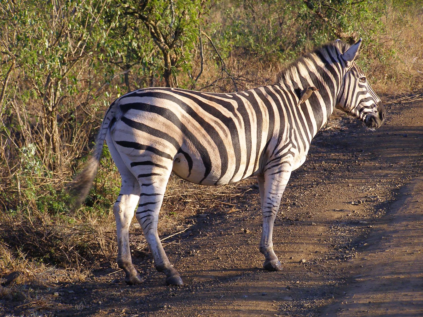 The zebra