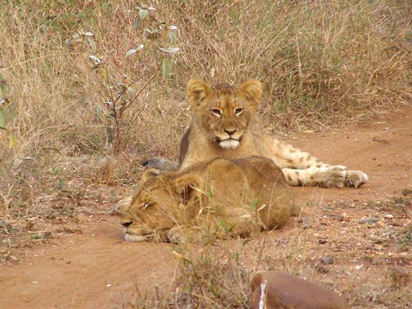 A pride of lions