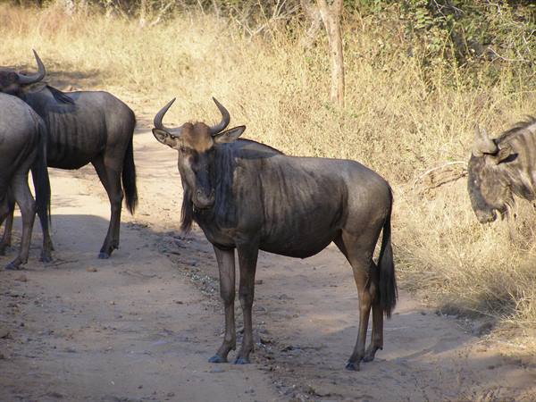 Some wildebeest