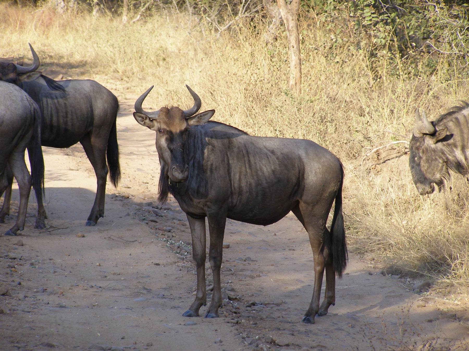 Some wildebeest